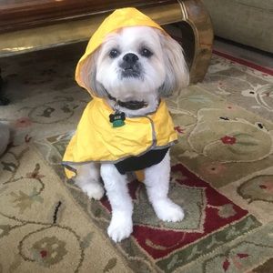 Raincoat for dogs!